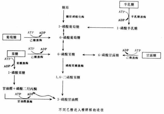 葡萄糖转化过程（葡萄糖转化过程图解）-图2