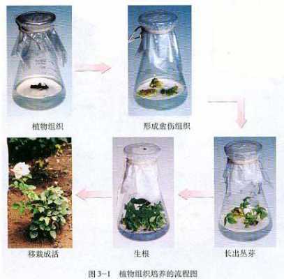 组织盆栽的过程（组织盆栽的过程包括）-图1