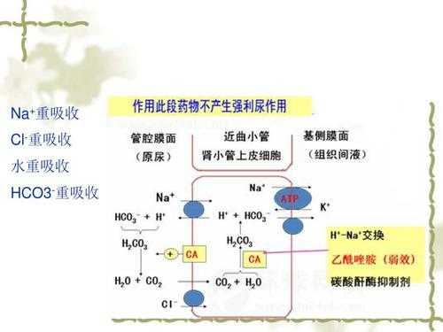 钠重吸收过程（重吸收钠离子）-图1