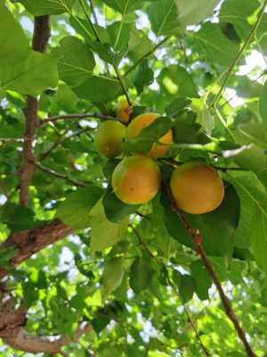 描写杏子树的过程（怎么描写杏子树）-图2