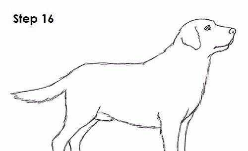 猎狗怎么画过程好看（猎狗的画法）-图3