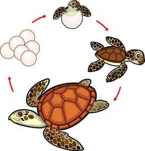 过程海龟图（海龟作图）-图1