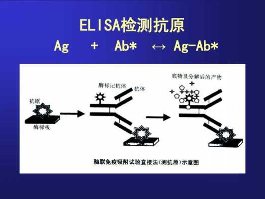 ELISA检测蛋白过程（elisa检测蛋白酶活性原理）-图1