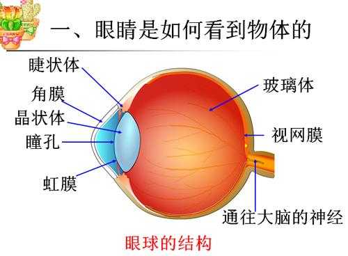 眼睛看事物的过程（眼睛看到物体的基本过程）-图3