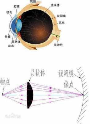 眼睛看事物的过程（眼睛看到物体的基本过程）-图2