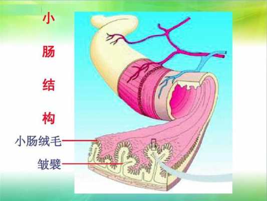 小肠吸收静脉过程（小肠吸收静脉过程图解）-图1