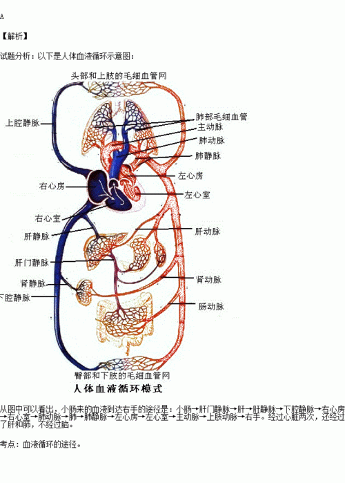 小肠吸收静脉过程（小肠吸收静脉过程图解）-图2