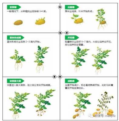 马铃薯常规育种的过程（马铃薯育种的基本方法）-图1