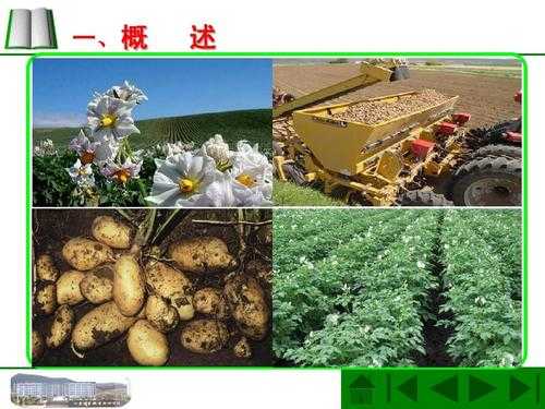 马铃薯常规育种的过程（马铃薯育种的基本方法）-图2