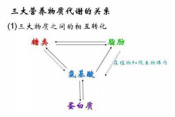 酿造蛋白分解的过程（发酵过程中蛋白质怎么转化为糖）-图1