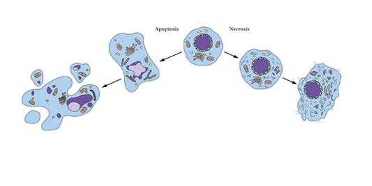 细胞凋亡过程失控（细胞凋亡过程失控的原因）-图3