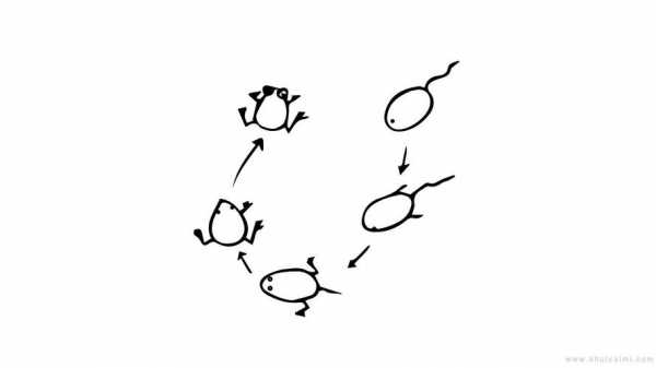 蝌蚪变青蛙的过程图简笔画的简单介绍-图1