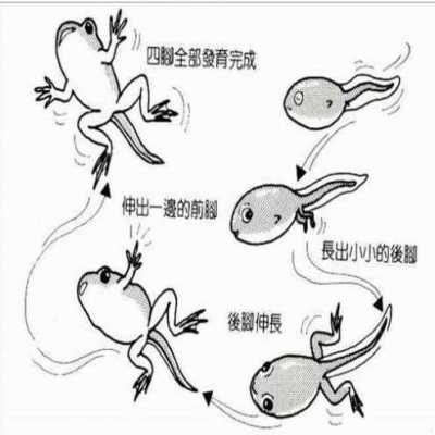 蝌蚪变青蛙的过程图简笔画的简单介绍-图3