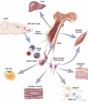 身体怎么造血过程（人体如何造血又如何输送血液）-图1
