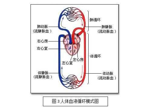 身体怎么造血过程（人体如何造血又如何输送血液）-图3
