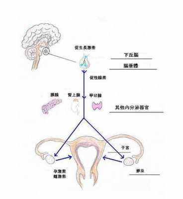 卵巢孕酮合成过程（卵巢孕酮合成过程图片）-图2