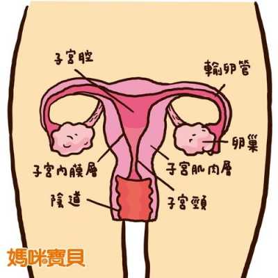 卵巢孕酮合成过程（卵巢孕酮合成过程图片）-图3