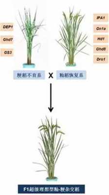 杂交水稻的繁殖过程（杂交水稻的繁殖过程图）-图1