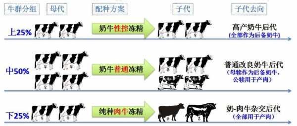 肉牛的发育过程（肉牛的成长阶段）-图1