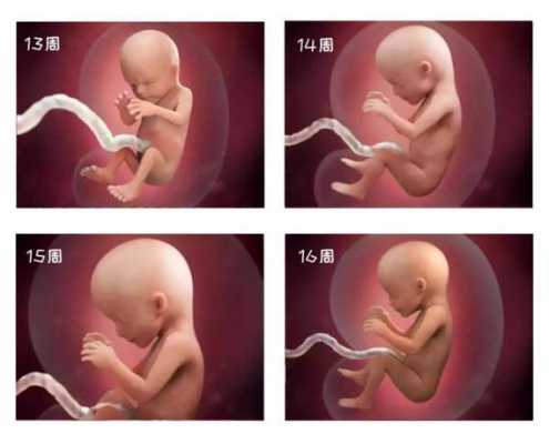 胎儿发育过程视频高清（胎儿发育过程视频高清图）-图3