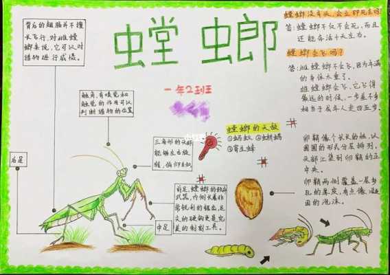 螳螂成长过程（螳螂成长过程手抄报）-图1