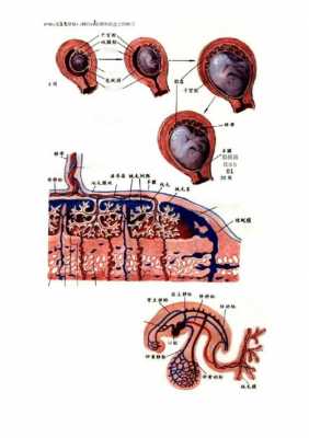 胎盘物质交换过程（胎盘物质交换过程包括）-图3
