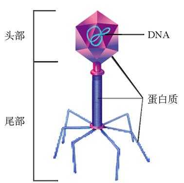 噬菌体病毒复制过程（以噬菌体为例简述病毒的复制）-图1