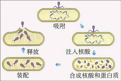 噬菌体病毒复制过程（以噬菌体为例简述病毒的复制）-图2