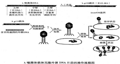 噬菌体病毒复制过程（以噬菌体为例简述病毒的复制）-图3