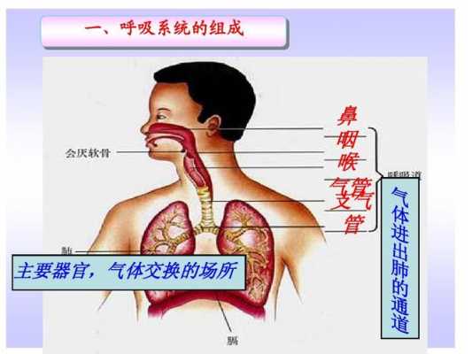 空气进入肺的过程（空气进出肺的基本原理）-图2