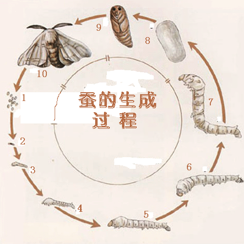 蚕段变化过程图（蚕变化的四个阶段）-图2
