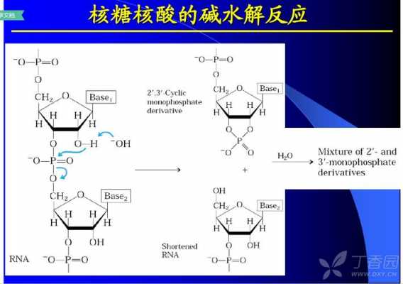 核酸水解过程（核酸水解后的产物是什么）-图3