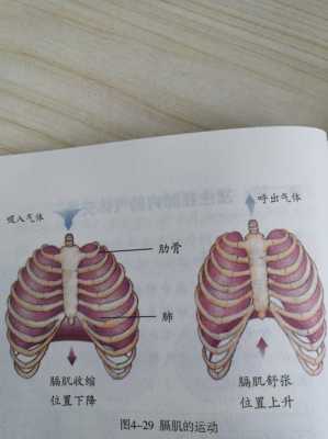 呼气吸气过程（呼气吸气过程中胸廓的变化）-图2