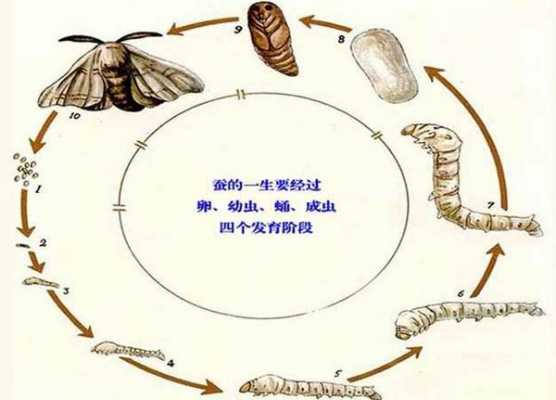 蚕蛹蜕变过程（蚕蛹的蜕变过程 百度百科）-图3
