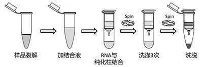 病毒裂解的过程（病毒裂解液主要成分）-图2