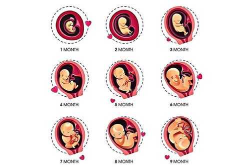 孕期胎儿十月发育过程图（胎儿10月发育图）-图2