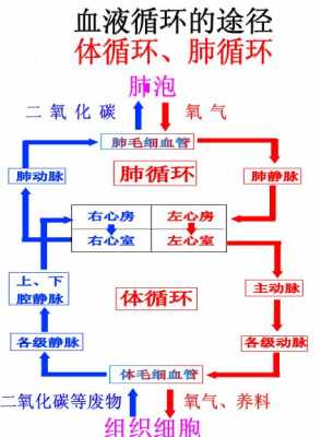 肺血液循环过程（肺的血液循环过程）-图1