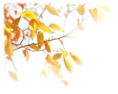 飘落树叶变色过程颜色（树叶飘落下来改成比喻或拟人的修辞手法）-图1