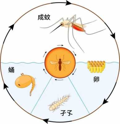 伊蚊发育过程（伊蚊发育过程属于完全变态发育）-图1