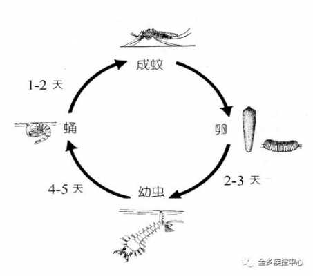 伊蚊发育过程（伊蚊发育过程属于完全变态发育）-图2