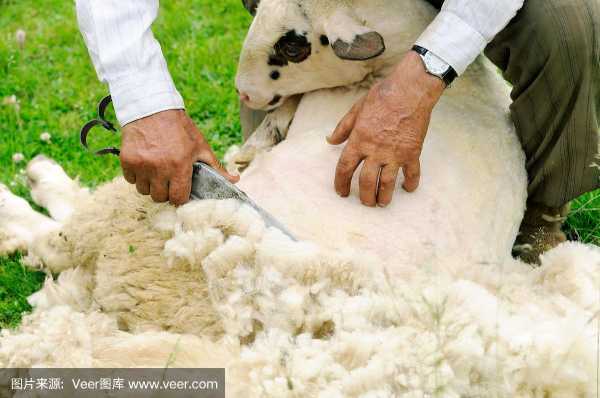 剪羊毛的全部过程（剪羊毛怎样剪?）-图1