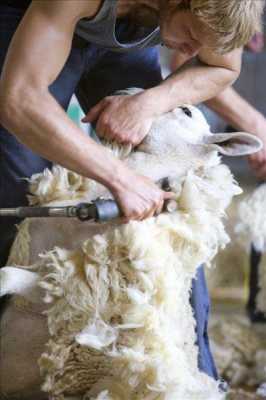 剪羊毛的全部过程（剪羊毛怎样剪?）-图2