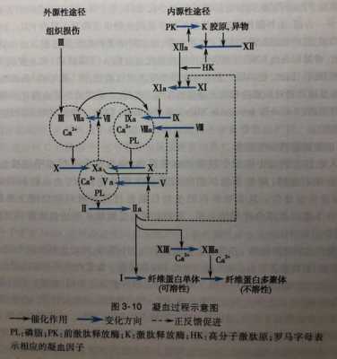 凝血过程记忆口诀（凝血过程记忆口诀图片）-图1