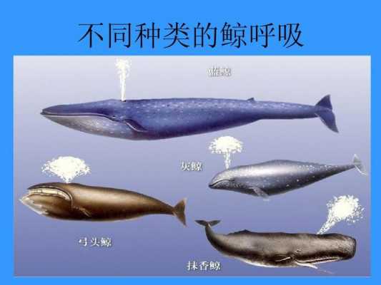 鲸鱼呼吸的过程（鲸鱼呼吸的过程描写）-图3