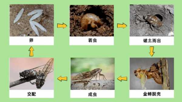 蝉演变过程（蝉的变化过程图片欣赏）-图3