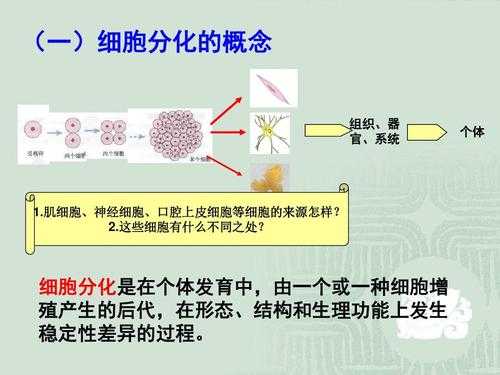 个体发育过程中细胞的衰老（在个体发育过程中,细胞分化的规律是）-图3