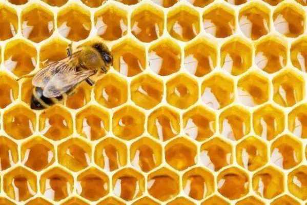 蜜蜂筑巢过程（蜜蜂筑巢需要多长时间）-图1