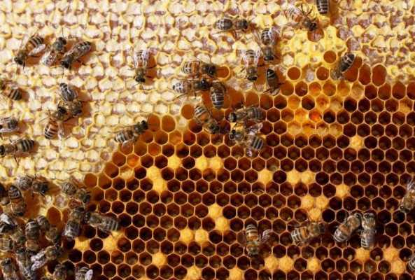 蜜蜂筑巢过程（蜜蜂筑巢需要多长时间）-图2