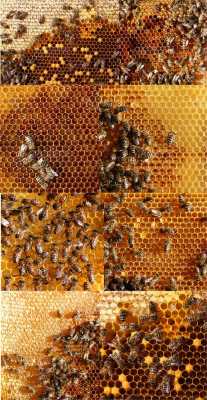 蜜蜂筑巢过程（蜜蜂筑巢需要多长时间）-图3