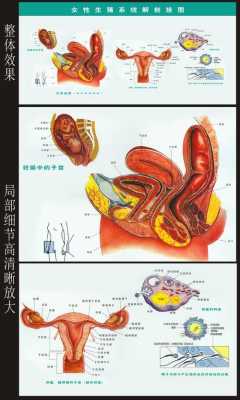 解剖女生的过程（解剖女生的过程是什么）-图3